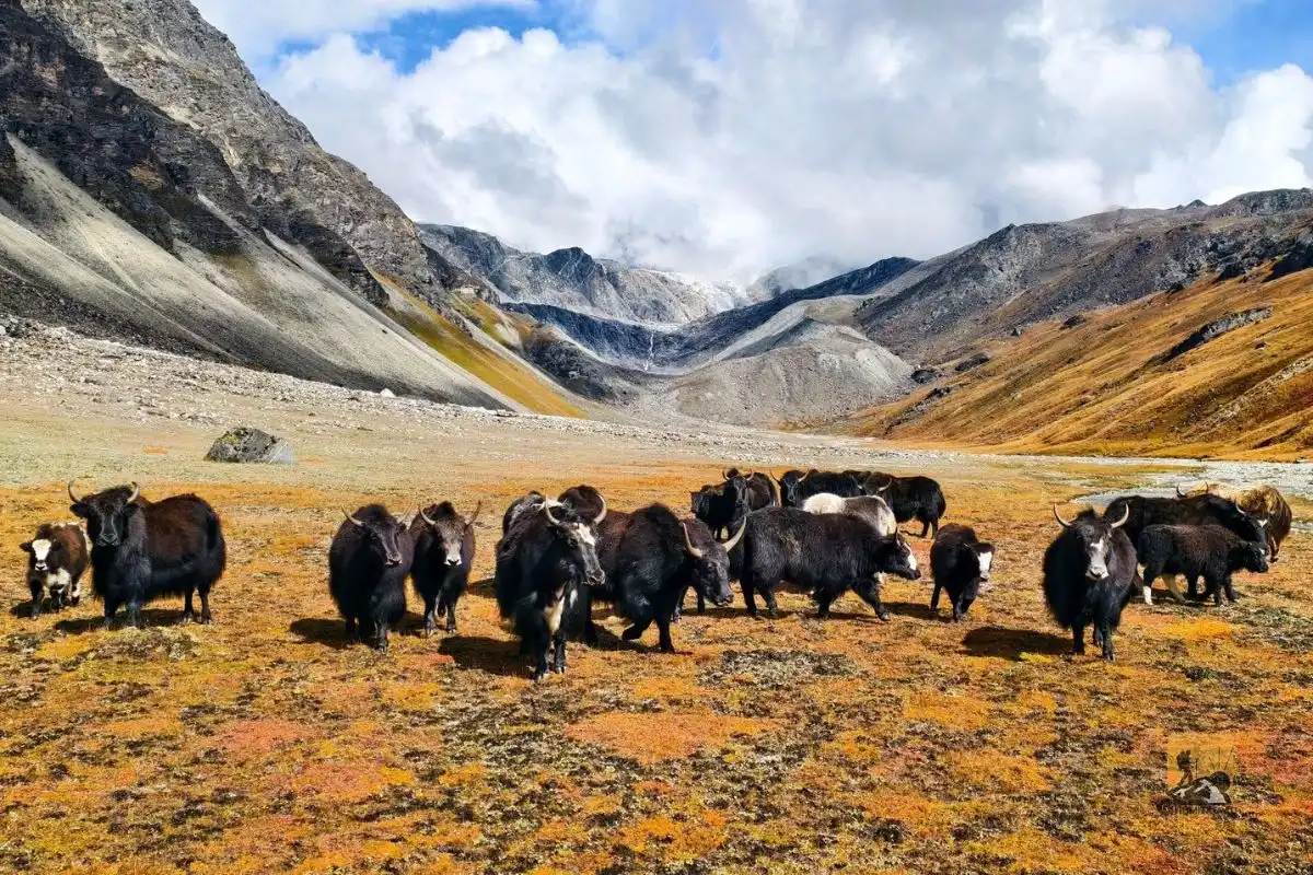 Discover Rupauli Base Camp in East Rukum